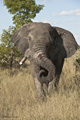 African Elephant