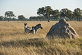 Plains (Burchell’s) Zebra