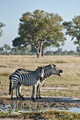 Plains (Burchell’s) Zebra