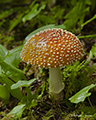 Mushroom