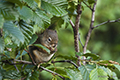 Squirrel in Tree