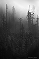 Foggy Forest