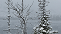 Snowy Grand Teton National Park