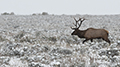 Elk