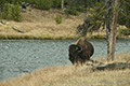 American Bison