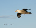 Southern Giant Petrel