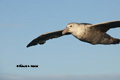 Southern Giant Petrel