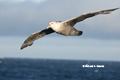 Southern Giant Petrel