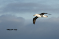 Imm. Black-Browed Albatross