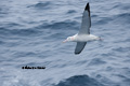 Wandering Albatross