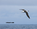 Black-Browed Albatross