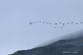 Flight of Pink-Footed Geese