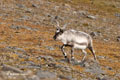 Reindeer (Caribou)