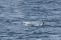 Fin Whale