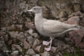 Juvenile Glaucous Gull