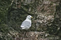 Black-Legged Kittiwake