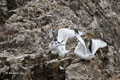 Juvenile Kittiwake