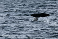 Sperm Whale Fluke