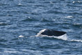 Sperm Whale Fluke