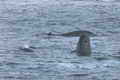 Long-Finned Pilot Whale