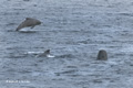 Long-Finned Pilot Whale