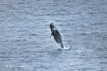 Long-Finned Pilot Whale