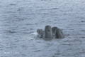 Long-Finned Pilot Whale