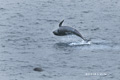 Long-Finned Pilot Whale