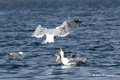 Glaucous Gulls in Reine