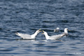 Glaucous Gulls in Reine