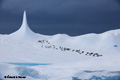 Adelie Penguins on Iceberg