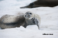 Weddell Seal