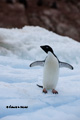 Adelie Penguin