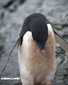 Adelie Penguin