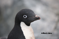 Adelie Penguin