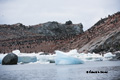 Adelie Penguins on Heroine Island