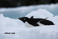 Adelie Penguin