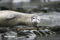 Weddell Seal