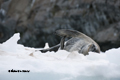 Weddell Seal