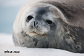 Weddell Seal