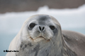 Weddell Seal