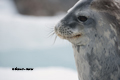 Weddell Seal