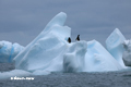 Adelie Penguin