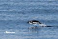 Adelie Penguin