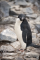 Adelie Penguin