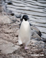 Adelie Penguin