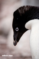 Adelie Penguin