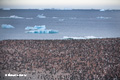 Adelie Penguins on Paulet Island