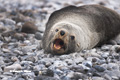 Antarctic Fur Seal