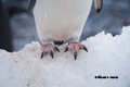 Adelie Penguin Feet